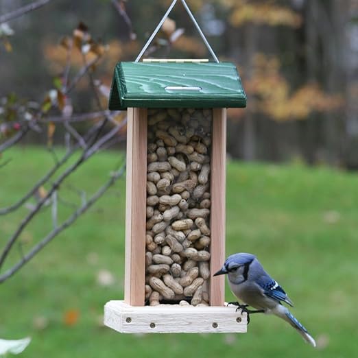 Birds Choice Whole Peanut Blue Jay Feeder With Green Roof Amazon