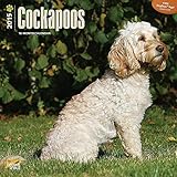 Cockapoos 2015 Wall Calendar