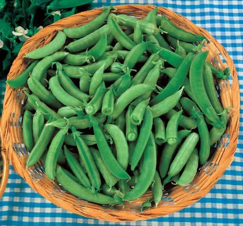 Super Sugar Snap Organic Snap PEA 35+ Seeds Edible Stringless Pods Non-gmo