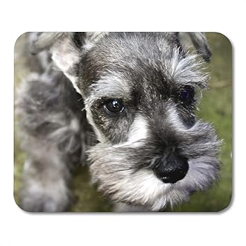 schnauzer accessories