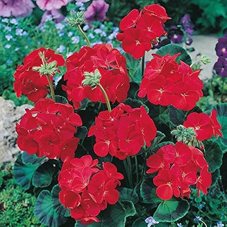 Buy M Tech Gardens Rare Geranium Flower Moulin Rouge F1 Exotic Ornamental Flower Seeds 20 Seeds For Growing Online At Low Prices In India Amazon In