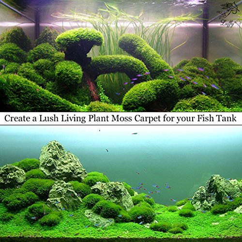 Wild Christmas Moss in Loose Form - Easy to Grow Live Plant for Aquarium - Lush, Green Moss for Decor - Create Moss Wall or Moss Carpet - Soft, Comforting for Fish - Food Source for Fry & Shrimps - Thumbnail 3
