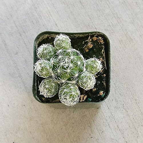 Thimble Cactus Mammillaria Cactus Gracilis Fragilis Succulent (2 inch) - Thumbnail 2