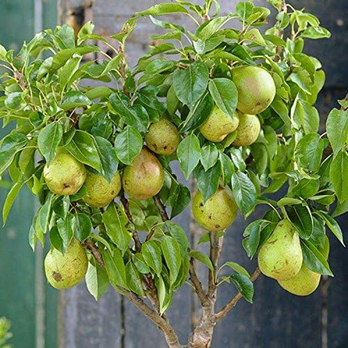 Patio Fruit Tree - Compact Pear 'Doyenne du Comice' Tree - Grow Your own!