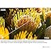 RUIPRO 4K HDMI Fiber Optic Cable 65FT 18Gbps 4K@60Hz ARC HDR10 Ultra Slim Flexible HDMI 2.0b Cable