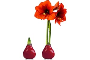 THE THREE COMPANY Waxed Amaryllis Bulb 2-Pack – Red Wax with Red Blooms – Live Holiday Gift Plant, Easy Care, No Watering Needed