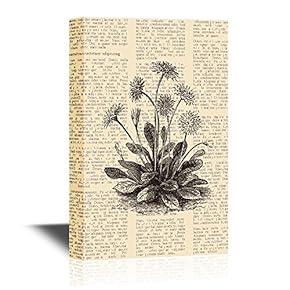Canvas Wall Art - Daisy or Bellis Perennis, Vintage Engraved Illustration - Gallery Wrap Modern Home Art | Ready to Hang - 12x18 inches