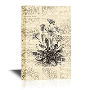 Daisy or Bellis Perennis Vintage Engraved Illustration