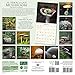 The Miraculous Mushroom 2017 Wall Calendar: With Fabulous Fungi Facts