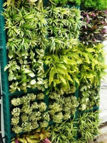 Vertiflower Pflanzenwand Green Vertikal Garten Sichtschutz Vertical Garden Wall Amazon De Garten