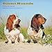 Basset Hound Calendar - 2017 Wall Calendars - Calendar 2016 - Dog Breed Calendars - Monthly Wall Calendar by Magnum