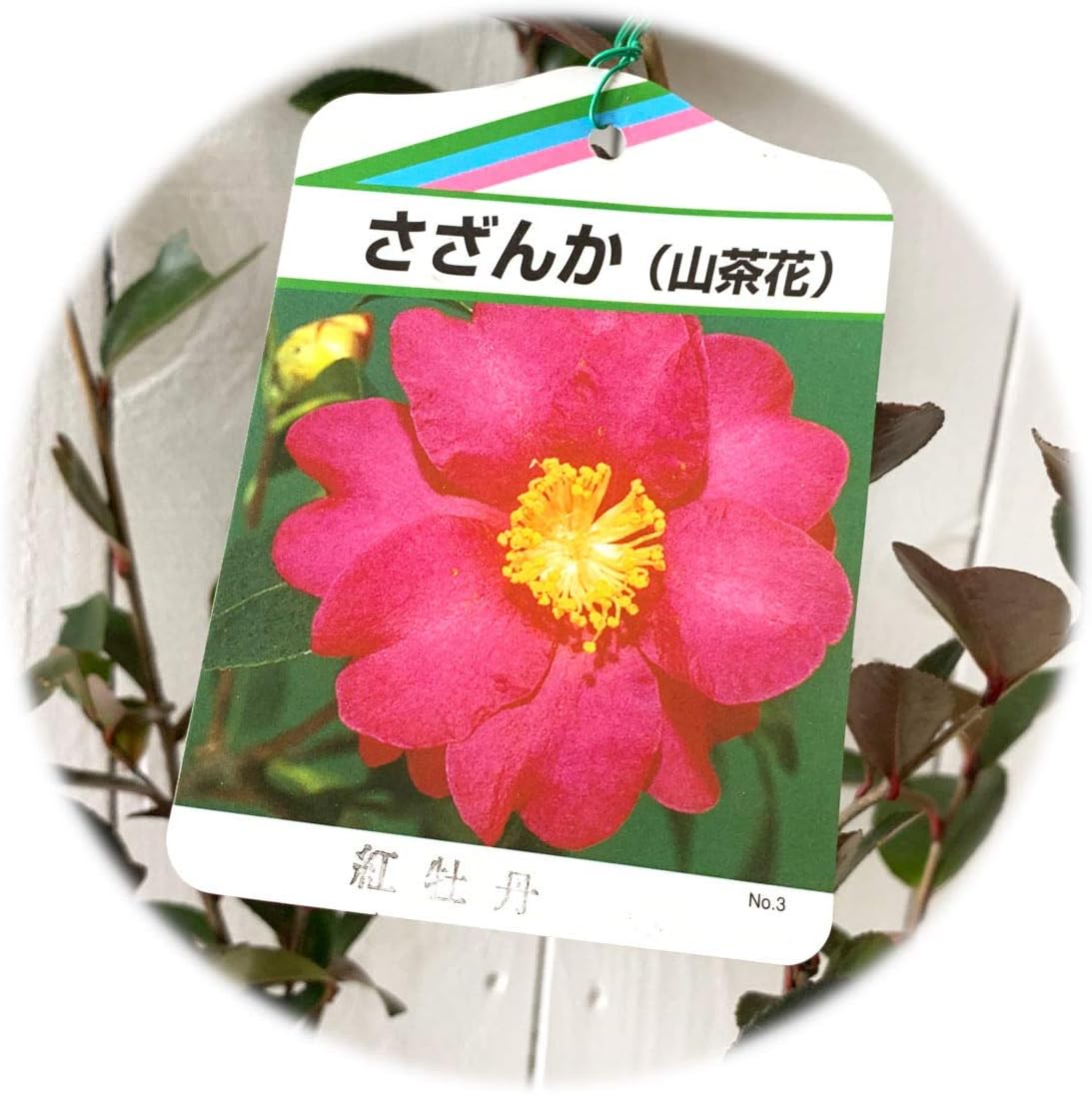 Amazon サザンカ 苗木 紅牡丹 12cmポット苗 さざんか 苗 山茶花 果物