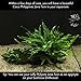 Luffy Coco Philippines Java Fern: Live Aquatic Plant with 10+ Leaves : Provides a Natural Environment for Your Fish: Easy Care: Hardy Plant with Longevity: Bring More Color to Your Aquascape