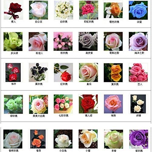 30 kinds Multi-color Total 300 seeds colorful rose flower seeds rare rainbow rose flower seeds Plant Home Garden bonsai