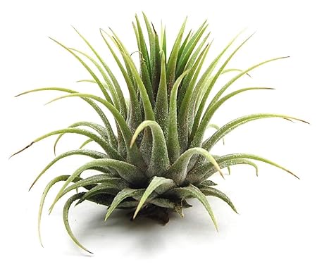 Rolling Nature Tillandsia Ionantha Air Plant, Green, Plant Height- 2.5 Inch, Color- Green, Base Width- 3.5 inches