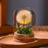 Coyoohouse Real Dandelion Preserved Lamp with LED Light – Handmade Transparent Glass Cover Tabletop Decor for Mom’s Birthday, and Home Accents