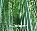 Seeds Shopp - Huge 100 seeds Giant Phyllostachys pubescens moso bamboo seeds hardy -Giant Cheap!