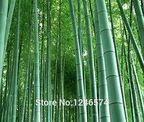 Seeds Shopp - Huge 100 seeds Giant Phyllostachys pubescens moso bamboo seeds hardy -Giant Cheap! Seeds Shopp - Huge 100 seeds Giant Phyllostachys pubescens moso bamboo seeds hardy -Giant Cheap!