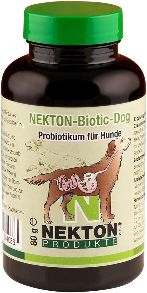 short bully pitbulls