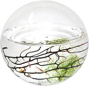 EcoSphere Closed Aquatic Ecosystem, Sphere