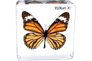 Cherish XT Real Insect Butterfly Specimen Paperweight Animal Taxidermy Collection Display Sciecne Classroom Specimen for Science Education (Butterfly 4)