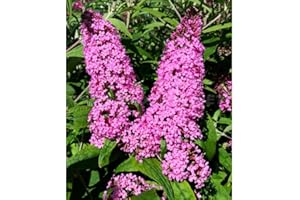 YOKEBOM Pink Butterfly Bush Live Shrub Plant Shrub, Buddleia Bush Well Rooted, 5 to 10 Inc Tall