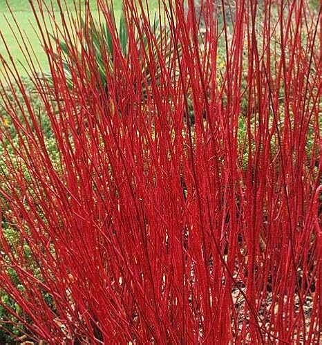 Cornus Alba Cornouiller Rouge 15 Graines Amazon Fr Jardin