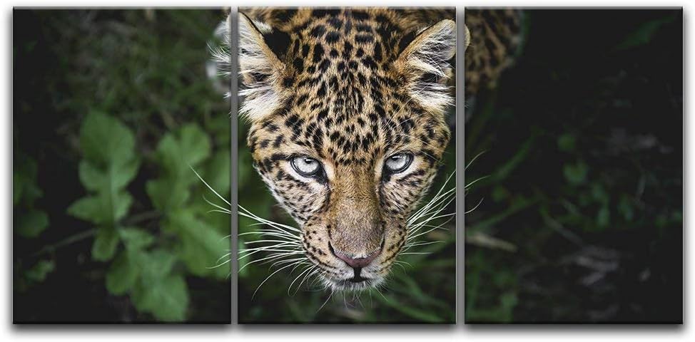 3 Panel Canvas Wall Art - Leopard in The Wild - Giclee Print Gallery Wrap Modern Home Art Ready to Hang - 24