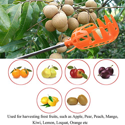 HANZIUP Plastic Fruit Picker Basket Head, Labor Saving Tool Fruits Catcher for Harvest Picking Apple Mango Pear Peach Mango Kiwi Lemon Cherry