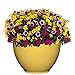 Classic Home and Garden Bellina Planter, 12