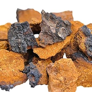 Chaga Vital Large Chaga Mushroom Chunks – Naturally Grown in Lapland (Finland) – 50 Gram (3 Months’ Treatment)
