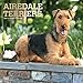 Airedale Terriers 2019 12 x 12 Inch Monthly Square Wall Calendar with Foil Stamped Cover, Animal Dog by