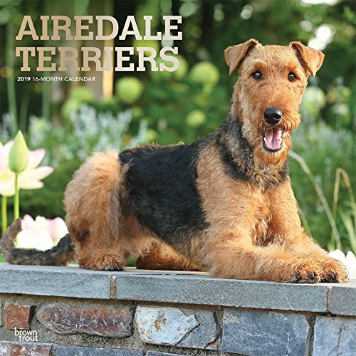 Airedale Terriers 2019 12 x 12 Inch Monthly Square Wall Calendar with Foil Stamped Cover, Animal Dog by