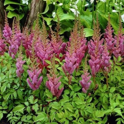 50 Seeds - Astilbe Pumila Flower Seeds (Astilbe Chinensis Pumila)