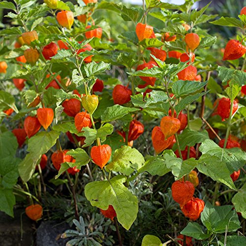 Winter Cherry, Bladder Cherry seeds - Physalis alkekengi