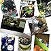 Adarl 6pcs Lucky Cat Jungle Animal Decal Art Home Decor Landscape Ornament