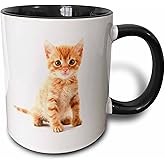 3dRose mug_44771_4 "Cute Orange Tabby Kitten" Two Tone Black Mug, 11 oz, Multicolor