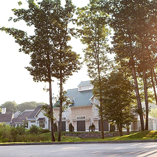 Tillen Farms Merry Maraschino Cherries, 72 Ounce Pricepulse