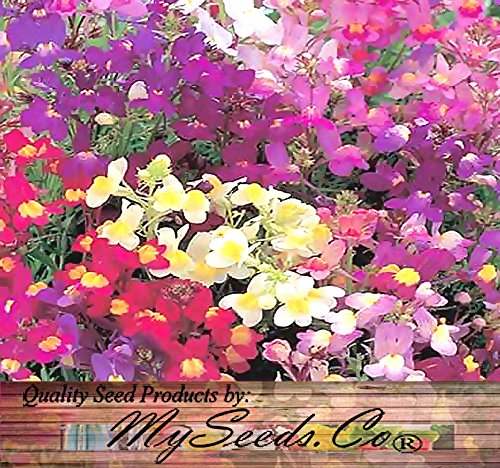 1 BIG+PACK+SNAPDRAGON+maroccana+MySeeds+Co