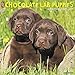 Just Chocolate Lab Puppies 2019 Wall Calendar (Dog Breed Calendar)