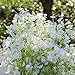 NO:1 Silk Artificial Baby Breath Gypsophila Flower Wedding Home Decor Gift (10pcs)