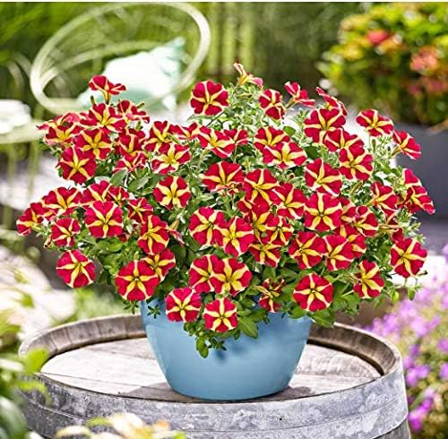 Beautytalk Seeds- 200pcs Hanging Petunias, Garden Stuffed Hanging Petunias Winter Hardy Flower Seeds Perennial Flower Pots Seeds for Home Garden, Balcony, Patio