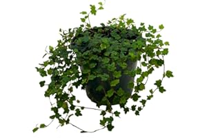 BubbleBlooms String of Frogs in a 4 inch Pot Ficus pumila Quercifolia, Oakleaf Creeping fig
