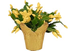 THE THREE COMPANY Live Flowering Thanksgiving/Christmas Cactus (Zygocactus) - Yellow - Beautiful Holiday Decor - 7" Tall by 7" Wide in 1.25 Qt Pot with Deco Cover