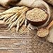 AQUEENLY Wheat Stalks, 50 PCS Natural Dry Wheat Decor for Christmas Wedding Home Office Decoration, 13.7 Inches