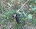 Holiday Joy - 12 All Purpose Commercial Grade Tent Stakes - Great for Seasonal Outdoor Displays, Inflatables, Camping Tents, Lawn Stakes Black