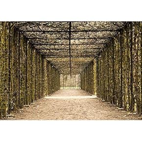 a Natural Tunnel in The Park of Hingene Belgium, Suggestion Hope at The End of a Tunnel - Removable Wall Mural | Self-Adhesive Large Wallpaper - 66x96 inches