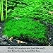 Luffy Wild Christmas Moss in Loose Form Lush, Green Moss for Aquarium Decor - Create a Moss Wall or Moss Carpet - Soft and Comforting for Fish - Shrimp's & Fry's Food