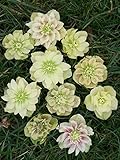 Saavyseeds Golden Discovery Lenten Rose Hellebores Rose Seeds - 11 Count - Fragrant Rose Bush