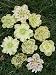 Saavyseeds Golden Discovery Lenten Rose Hellebores Rose Seeds - 11 Count - Fragrant Rose Bush
